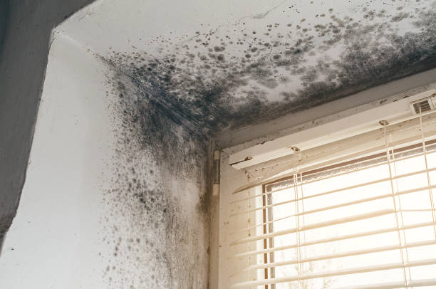 Trusted Attic Mold Removal service in Lawrenceville, NJ - Cheap Mold Removal